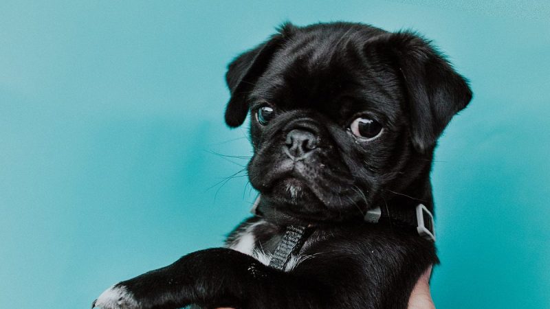 The Irresistible Charm of Lena the Pug: A Tale of Joy, Love, and Adorable Antics