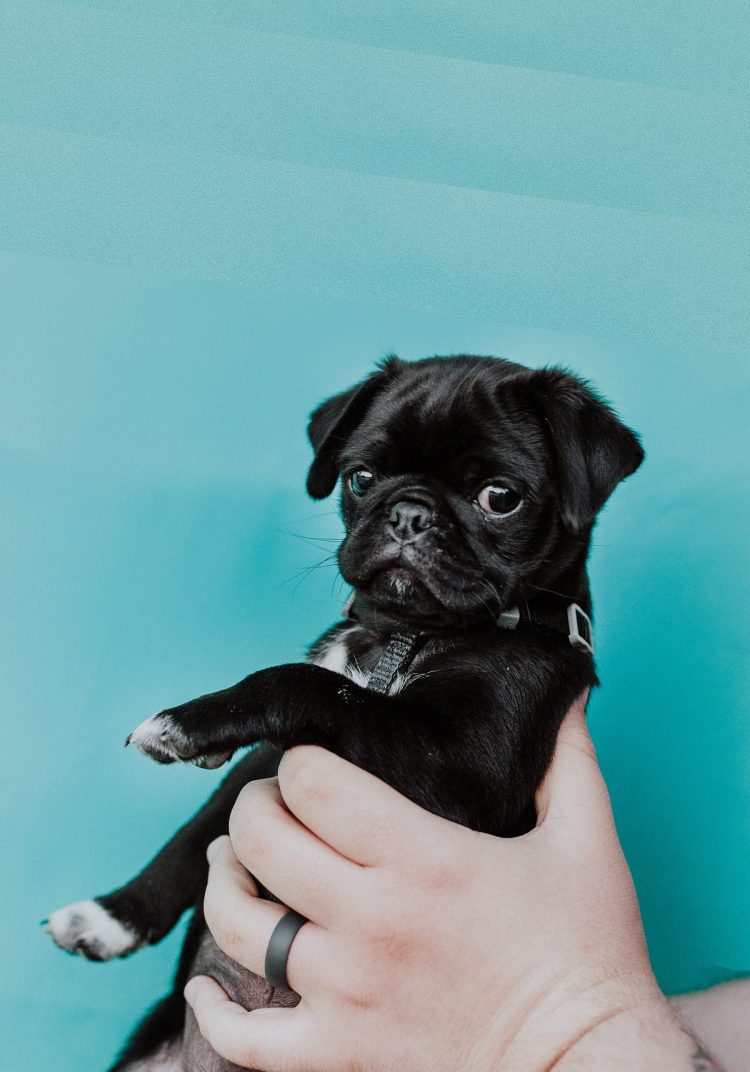 The Irresistible Charm of Lena the Pug: A Tale of Joy, Love, and Adorable Antics