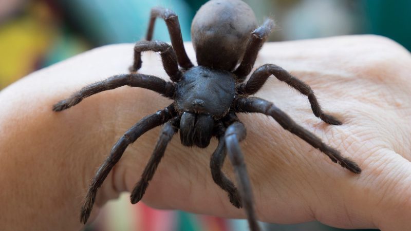 “Arachnophobia Unveiled: The World’s Largest Spiders and Their Fascinating Existence”