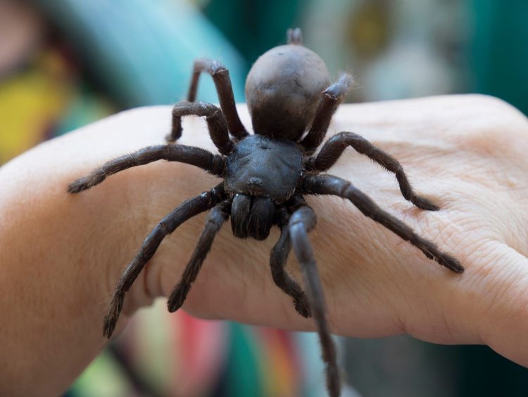 “Arachnophobia Unveiled: The World’s Largest Spiders and Their Fascinating Existence”