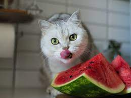 Can Cats Eat Watermelon? Exploring the Feline and Fruit Conundrum”
