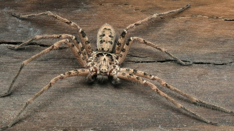 The Giant Huntsman Spider: Unveiling the World’s Largest Arachnid